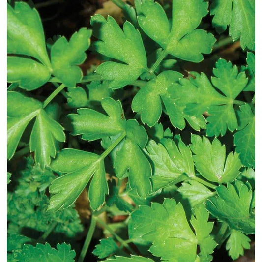 West Coast Seeds Vegetable - Parsley - Dark Green Italian  2g