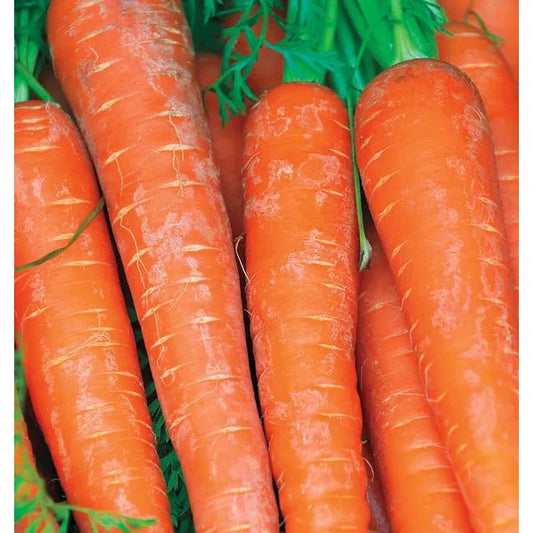 West Coast Seeds Carrots - Bolero F1  1g