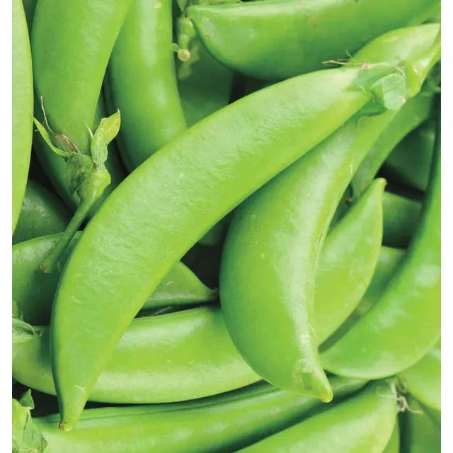 West Coast Seeds Vegetable Seeds - Peas - Sugar Ann  20g
