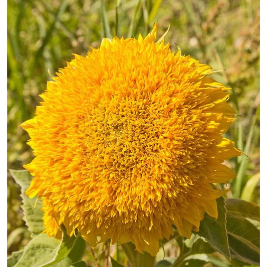 West Coast Seeds Flower Seeds - Sunflowers - Teddy Bear  1g