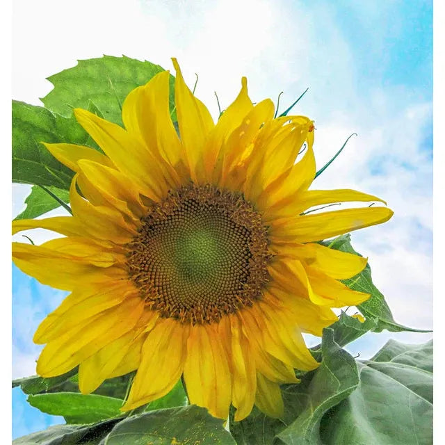 West Coast Seeds - Sunflower Seeds - Mongolian Giant Organic  5g
