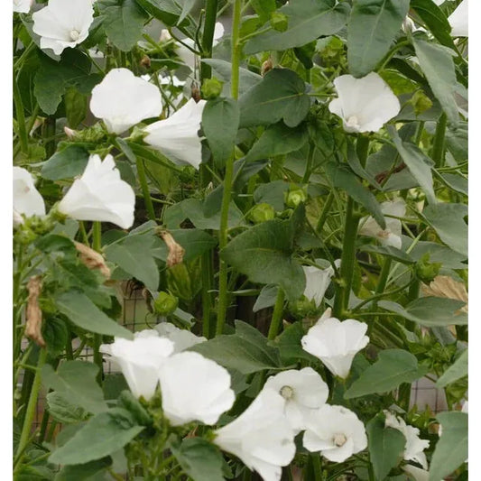 West Coast Seeds Flower Seeds -Lavatera - Mont Blanc 0.25g - Irvine Tack & Western Wear