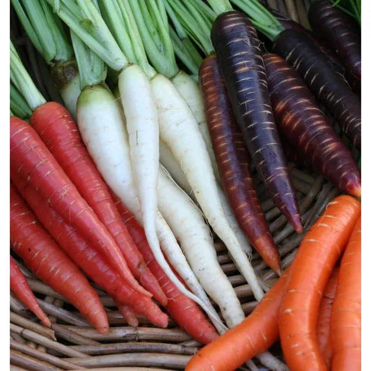 West Coast Seeds Carrots - Rainbow Blend 0.75g - Irvine Tack & Western Wear