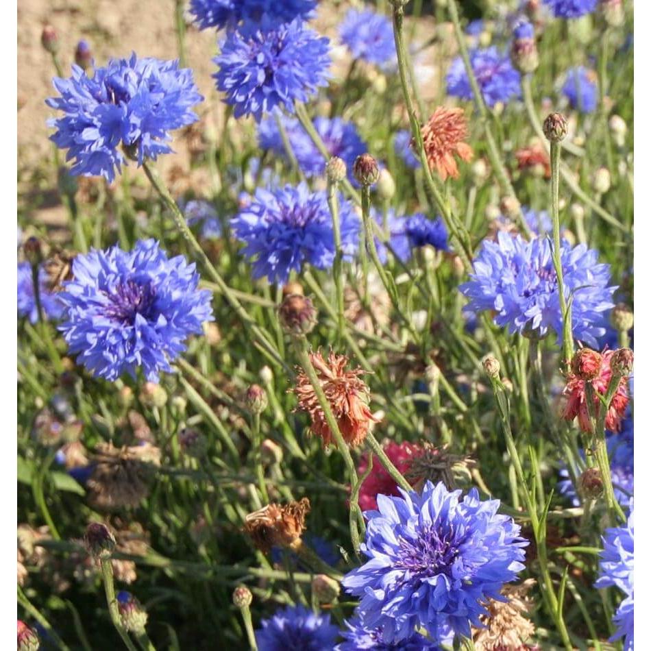 West Coast Seeds Flower Seeds - Tall Mixed Cornflower  1g - Irvine Tack & Western Wear