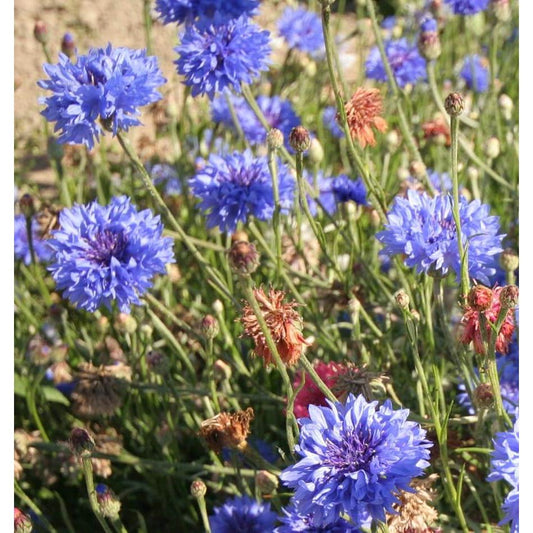 West Coast Seeds Flower Seeds - Tall Mixed Cornflower  1g - Irvine Tack & Western Wear