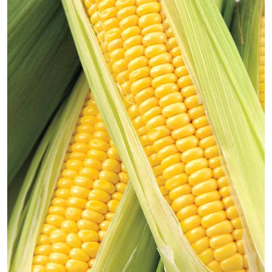 West Coast Seeds - Corn - Honey Select F1   10g