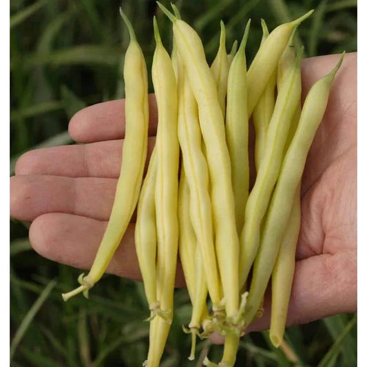 West Coast Seeds Beans - Gold Rush 100g