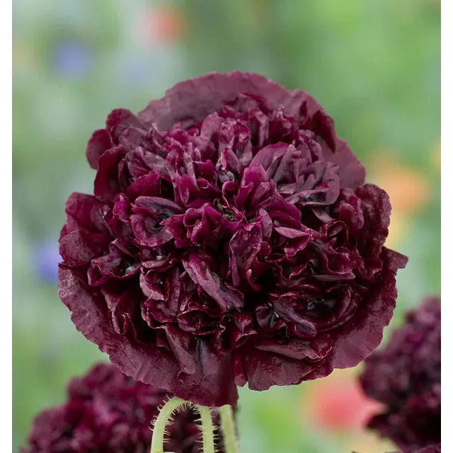 West Coast Seeds Flower Seeds - Poppies - Black Peony  0.2g