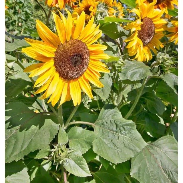 West Coast Seeds Flower Seeds - Sunflowers - Peredovik Organic  5g