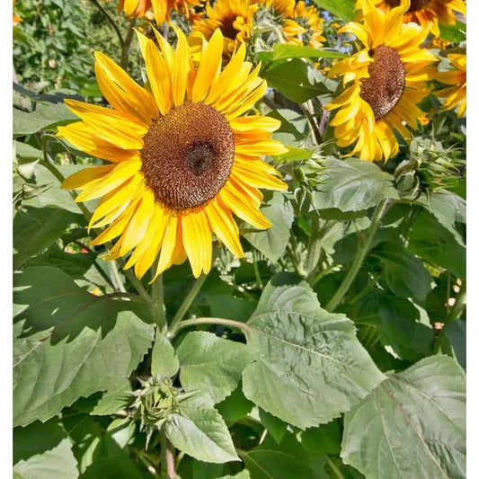 West Coast Seeds Flower Seeds - Sunflowers - Peredovik Organic  5g