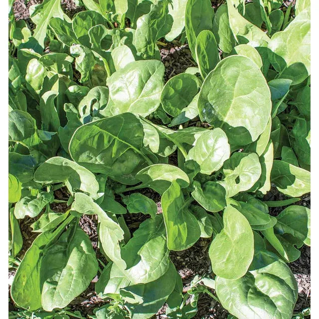 West Coast Seeds Vegetable - Spinach - Yukon F1   100 Seeds