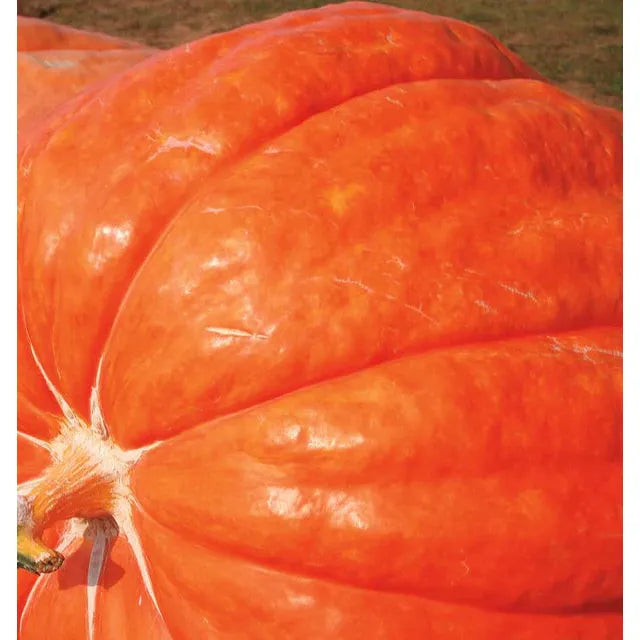 West Coast Seeds Vegetable - Pumkins - Dill's Atlantic Giant  3g