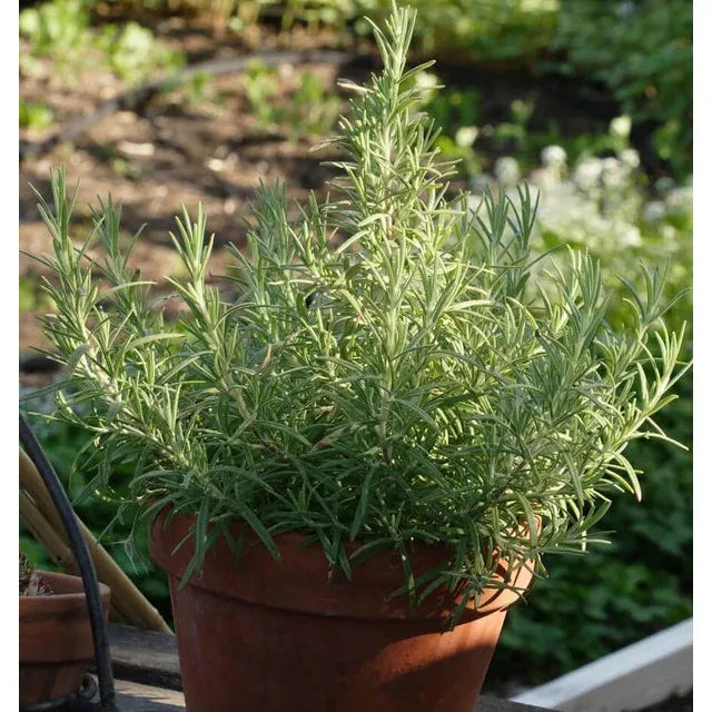 West Coast Seeds Herb Seeds - Rosemary  0.12g