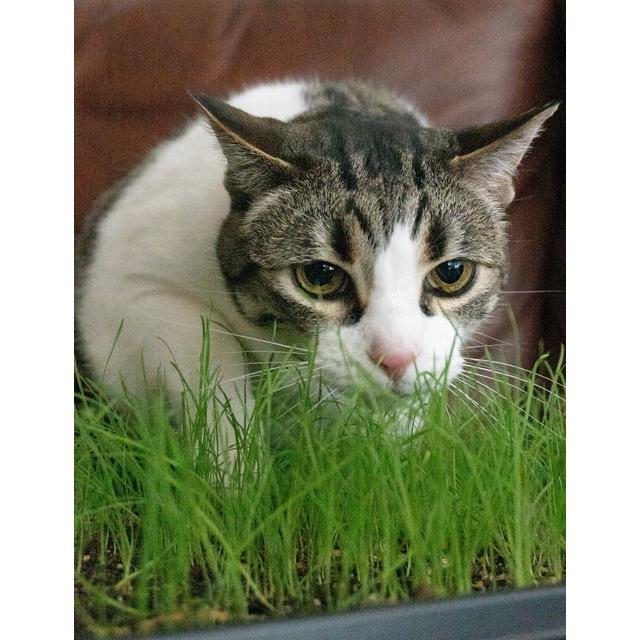 West Coast Seeds - Vegetable Seeds - Cat Grass   50g