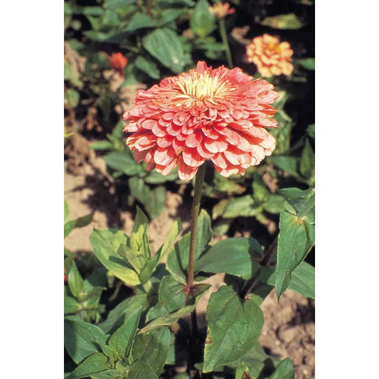 West Coast Seeds Flower Seeds - Zinnia - Bemaru's Giant Salmon Rose  25 Seeds