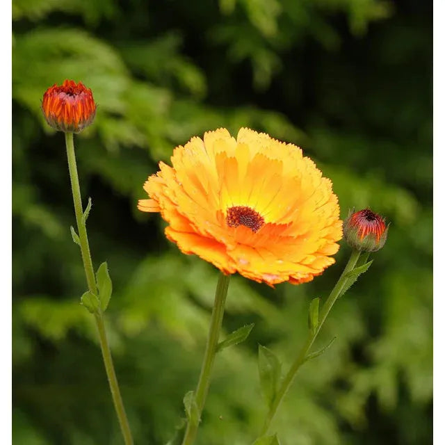 West Coast Seeds Flower Seeds - Calendula Seeds - Indian Prince 1g - Irvine Tack & Western Wear