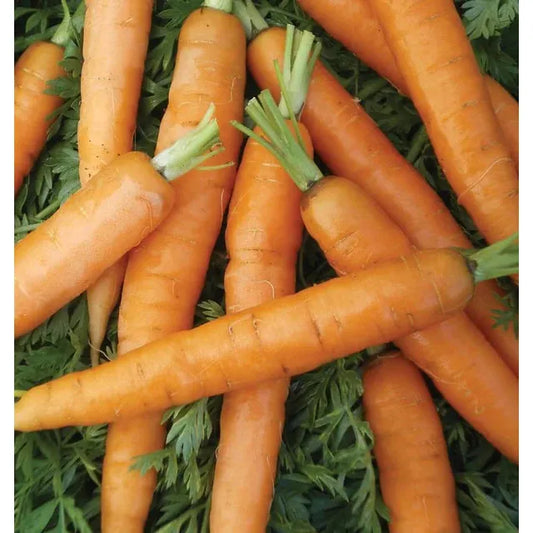West Coast Seeds Carrots - Little Fingers  1g