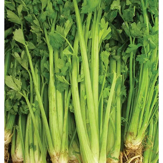 West Coast Seeds Celery - Tall Utah  0.25g