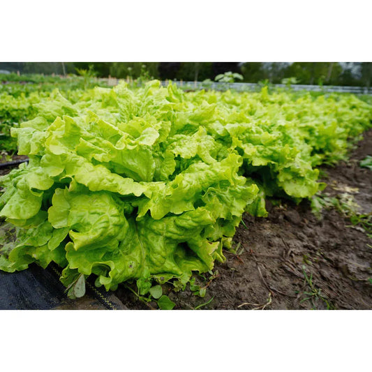 West Coast Seeds Vegetable Seeds - Lettuce - Simpson Elite  0.75g