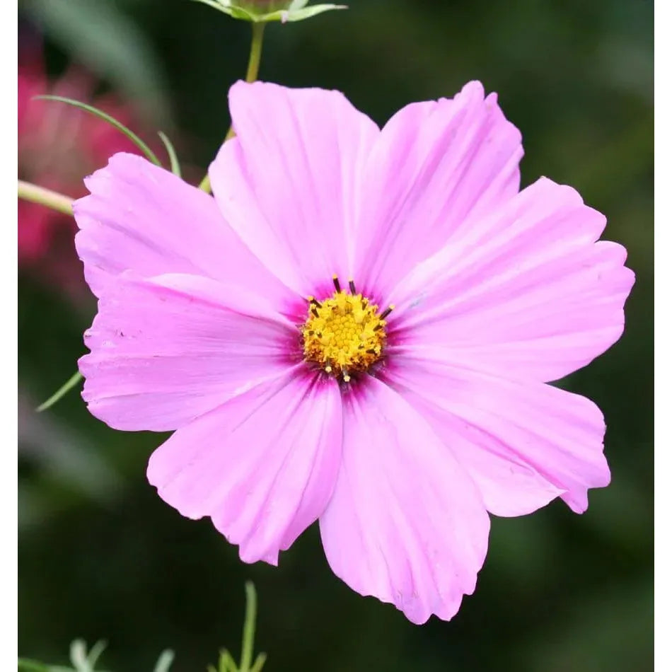 West Coast Seeds Flower Seeds - Sensation Mix  2g