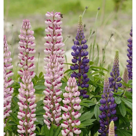 West Coast Seeds Flower Seeds - Lupine - Russell Mix  2g