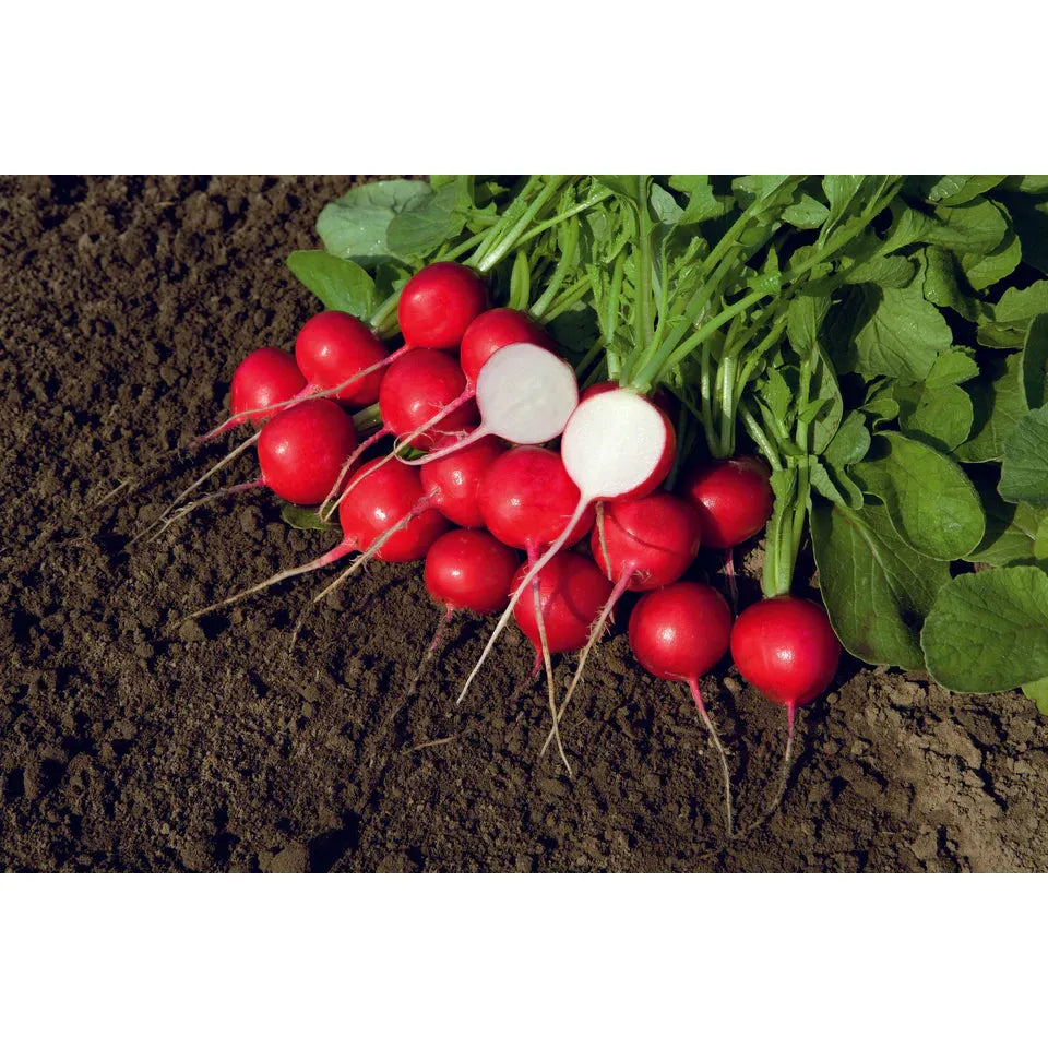 West Coast Seeds Vegetable - Radishes - Rover F1   100 Seeds