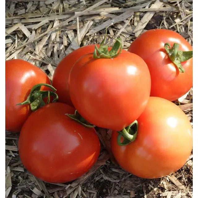 West Coast Seeds Vegetable - Tomatoes - Early Girl F1   0.05g