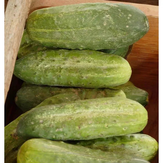 West Coast Seeds Cucumbers - Homemade Pickles  0.5g