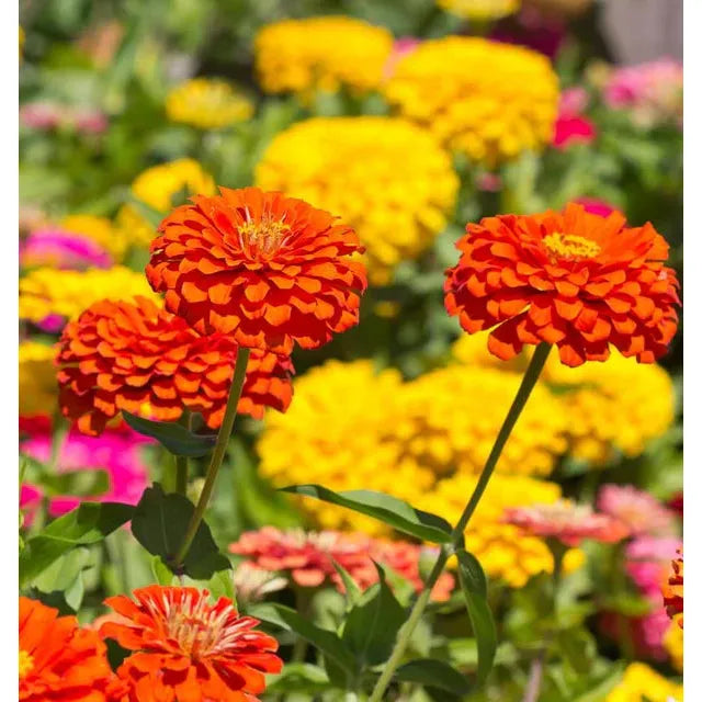 West Coast Seeds - Flower Seeds - Zinnias Giant Blue Point Formula Mix  1g