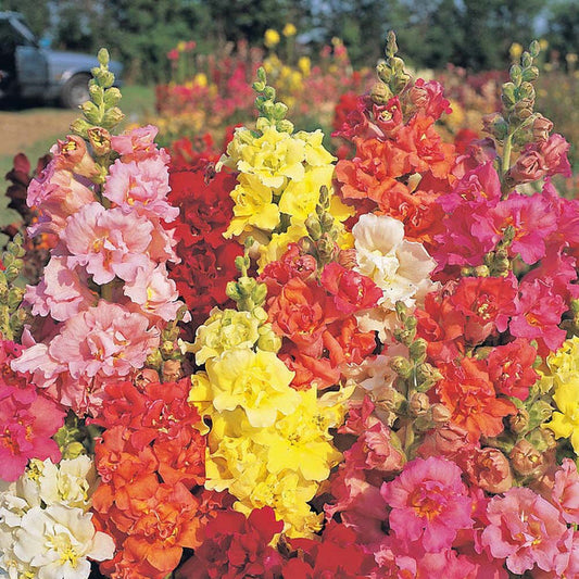West Coast Seeds Flower Seeds - Snapdragon - Madame Butterfly Mix F1  50 Seeds