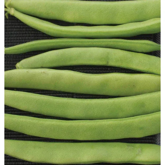 West Coast Seeds Beans - Campo de' Fiori 20gBN212B