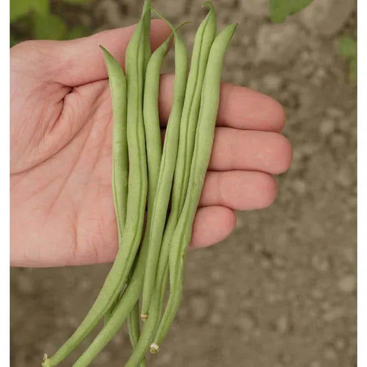 West Coast Seeds Beans - Maxibel Filet 12.5g