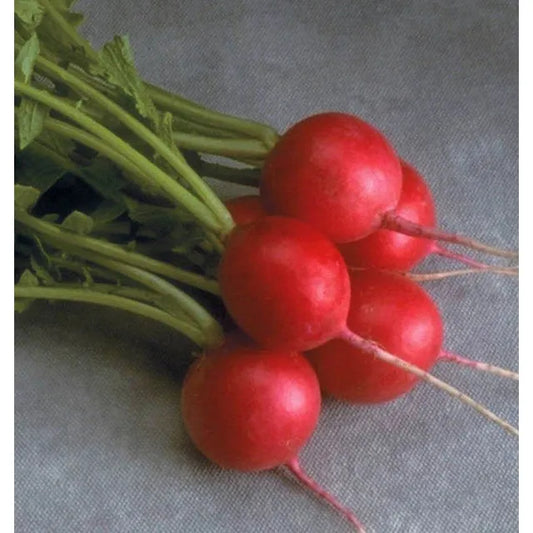 West Coast Seeds - Vegetable - Cherriette Radishes  1g