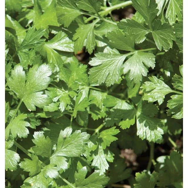 West Coast Seeds Herb Seeds - Santo Organic Cilantro  1g