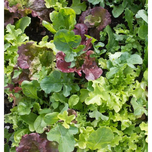 West Coast Seeds - Vegetable Seeds - West Coast Market Mix  5g