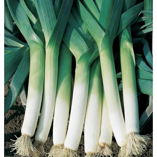 West Coast Seeds Vegetable Seeds - Leeks - Swiss Giant Lancia Coated Organic  50 Seeds