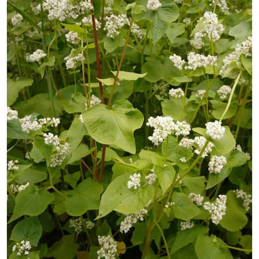 West Coast Seeds - Buckwheat Cover Crop Seeds - Buckwheat   75g