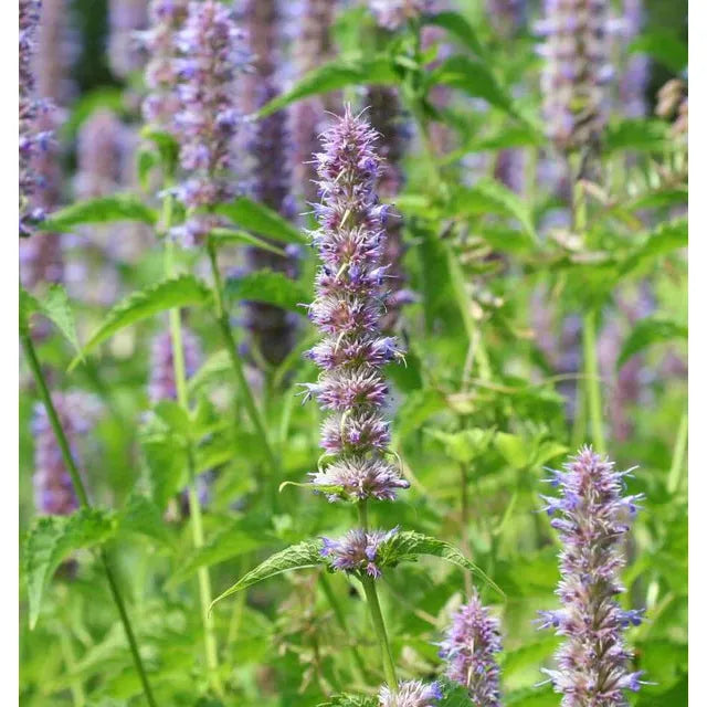 West Coast Seeds - Flower Seeds - Licorice Mint Agastache Seeds  0.1 g