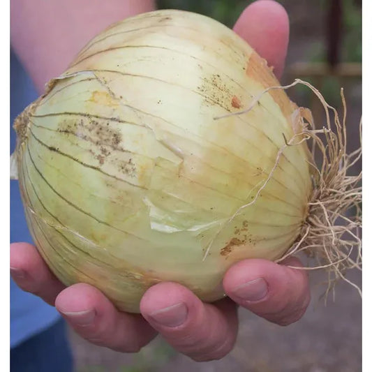 West Coast Seeds Vegetable Seeds - Onions - Ailsa Craig  0.5g