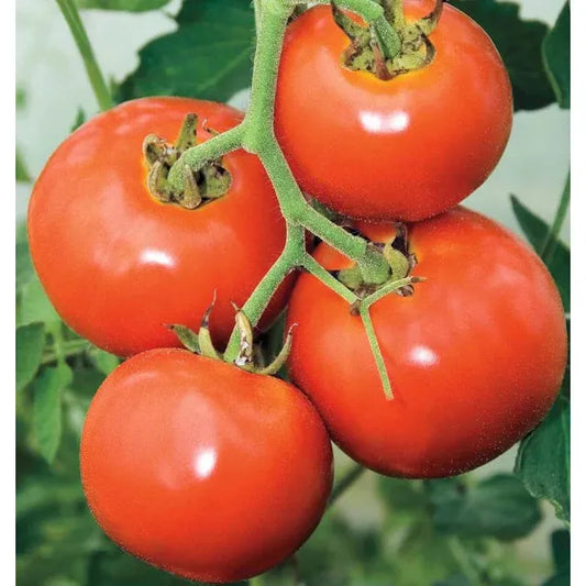 West Coast Seeds - Vegetable Seeds - Manitoba Tomato   1g