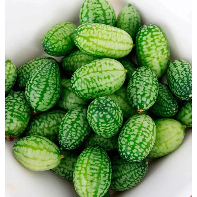West Coast Seeds Cucumbers - Cucamelon  30 Seeds
