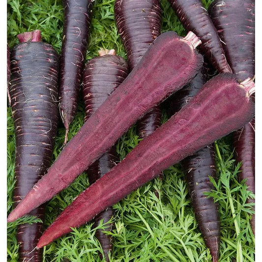 West Coast Seeds Carrots - Deep Purple F1 Coated  125 Seeds