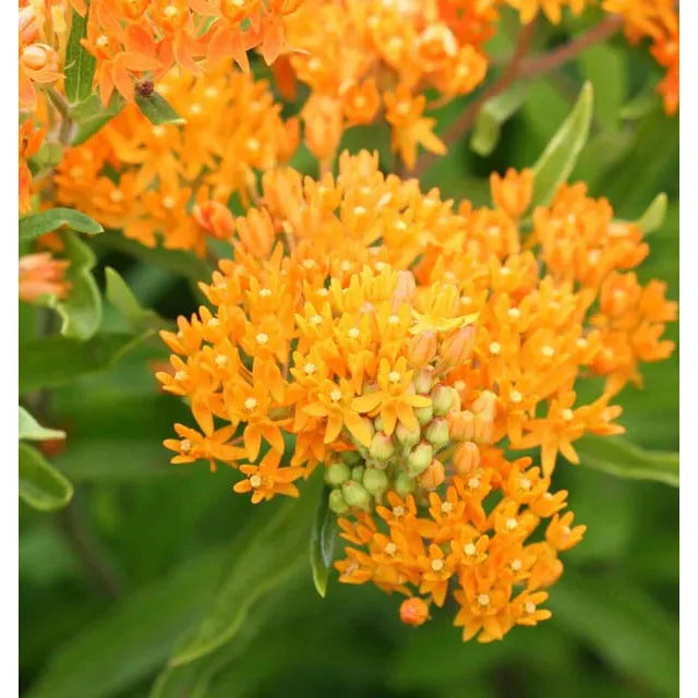 West Coast Seeds Flower Seeds - Milkweed - Butterfly Bush  0.25g