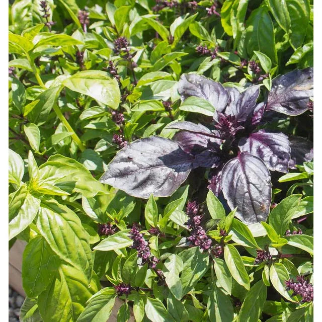 West Coast Seeds Herb Seeds - Basil - Kitchen Blend  1g