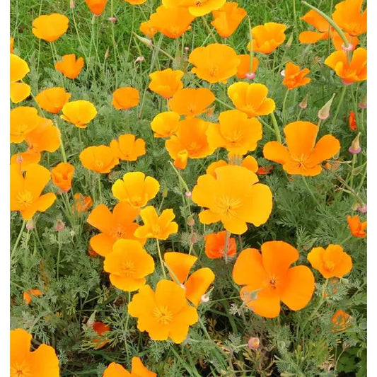 West Coast Seeds Flower Seeds - Poppies - California Orange  0.5g
