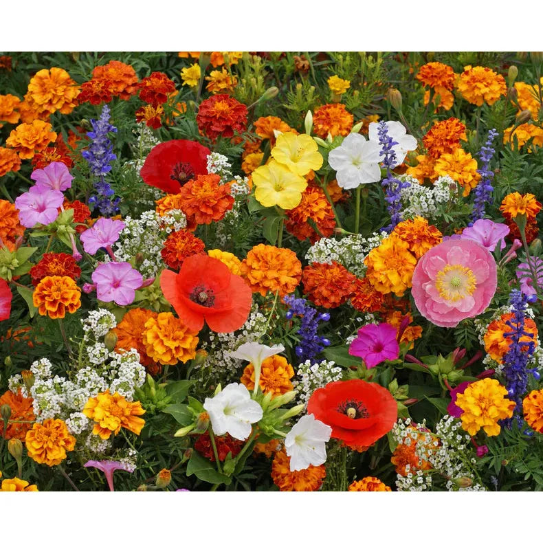 West Coast Seeds Flower Seeds - Wildflowers - Deer Resistant Blend  5g