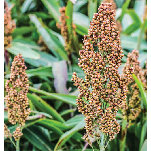 West Coast Seeds Corn - Mixed Colours Broom  2g
