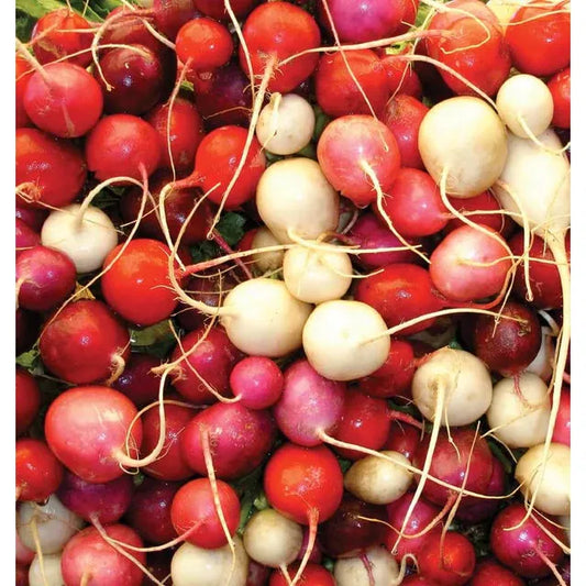 West Coast Seeds Vegetable - Radishes - Easter Egg II  4g
