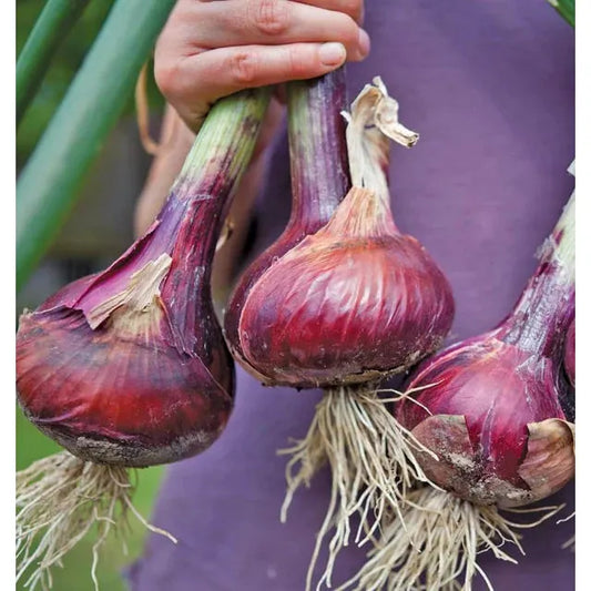 West Coast Seeds Vegetable Seeds - Onions - Redwing F1 Coated  0.5g