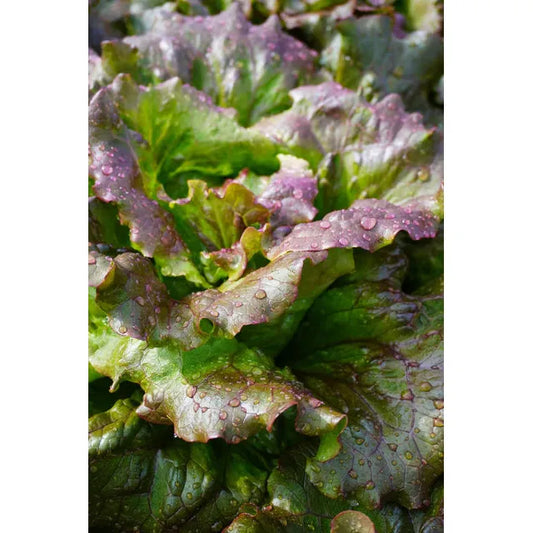 West Coast Seeds Vegetable Seeds - Lettuce - Lovelock Organic  50 Seeds
